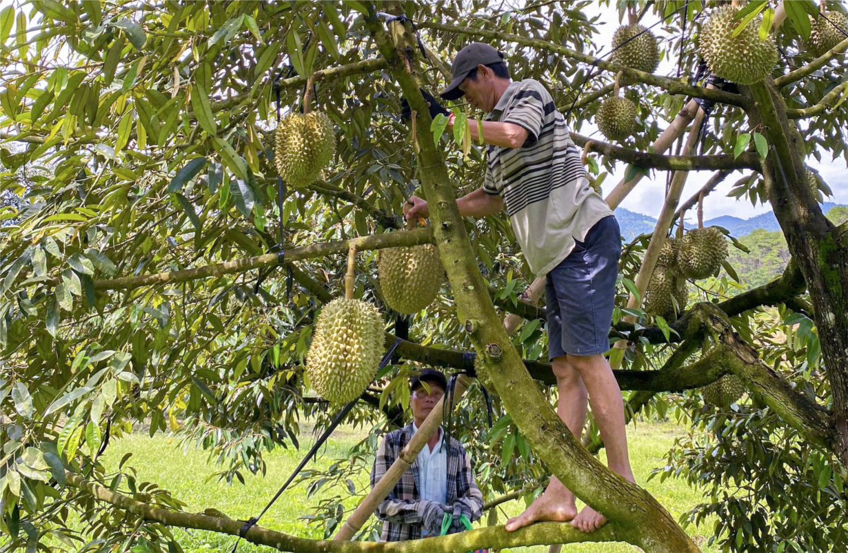 Sầu riêng mang quả ngọt cho người dân miền núi Khánh Hòa (07/07/2024)